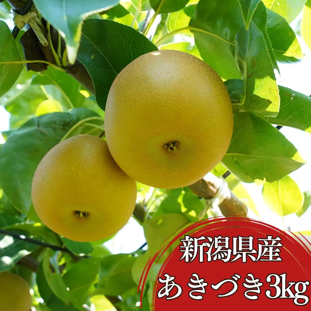 先行予約 和梨 あきづき 約3kg(5~9個) 新潟県産 梨 三条市 小野里果樹園
