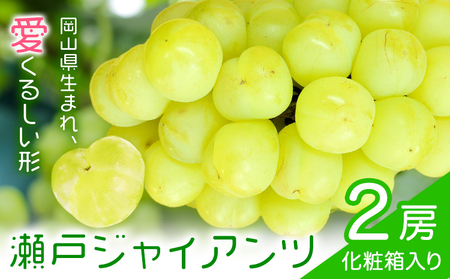 【2027年先行予約】瀬戸ジャイアンツ 2房 (1房480g以上) 合計約1kg 化粧箱入り