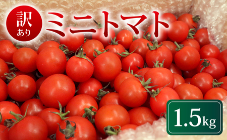 ミニトマト 約1.5kg 《訳あり》 2026年10月発送 【ミニトマト】