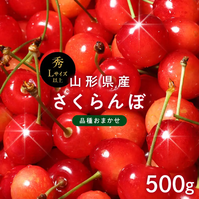 FYN6-610 ≪2027年先行予約≫山形県産 品種おまかせ さくらんぼ(佐藤錦・紅秀峰など) 500g 秀品 L以上 バラパック詰め 2027年6月中旬から順次発送 果物 くだもの フルーツ サクランボ チェリー 贈答 贈り物 ギフト プレゼント 自宅 家庭 産地直送 山形県 西川町 月山