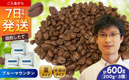 ブルーマウンテンNo.1　コーヒー豆　200g×3個 (豆)  / コーヒー  ドリップ  豆 / Coffee SAKURA[BBAB078]