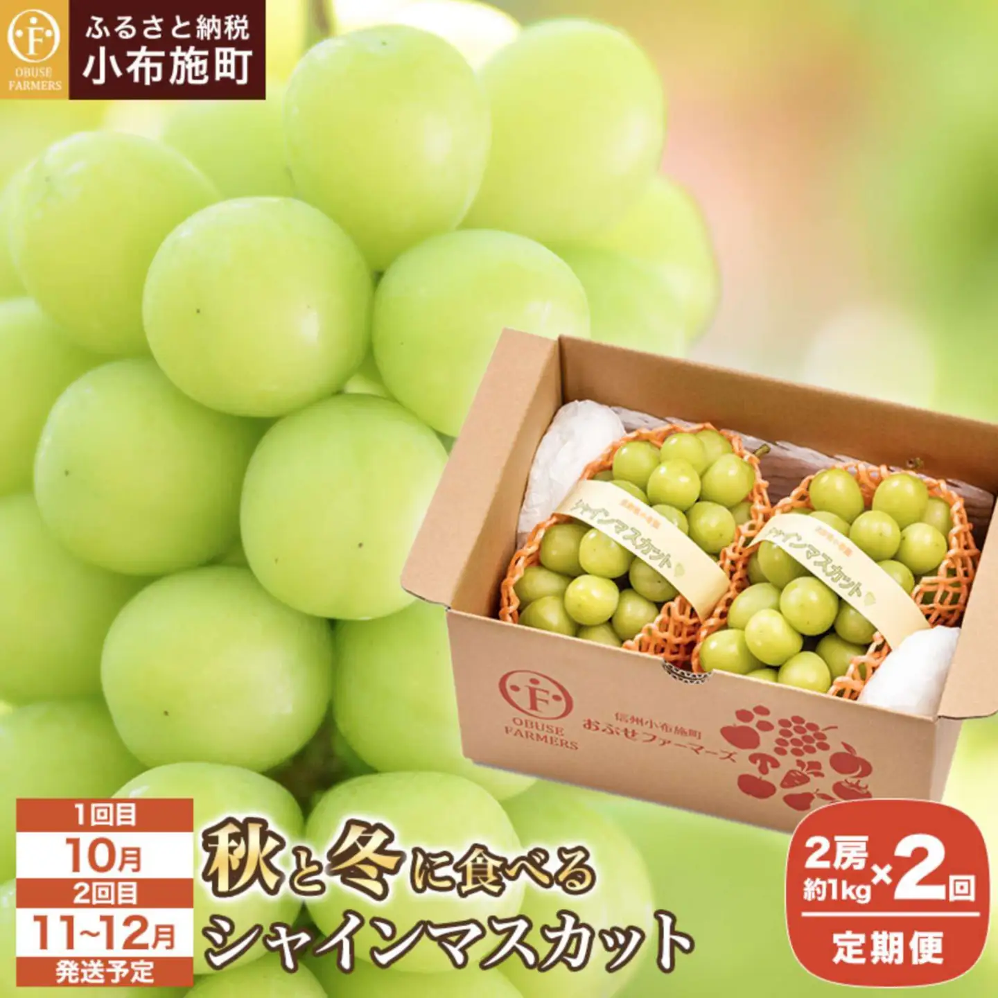 【2回定期便】秋と冬に食べるシャインマスカット 2房（約1kg）× 2回［おぶせファーマーズ］ 果物 フルーツ ぶどう 葡萄 数量限定 長野 信州 令和8年産 【2026年10月～12月発送予定】