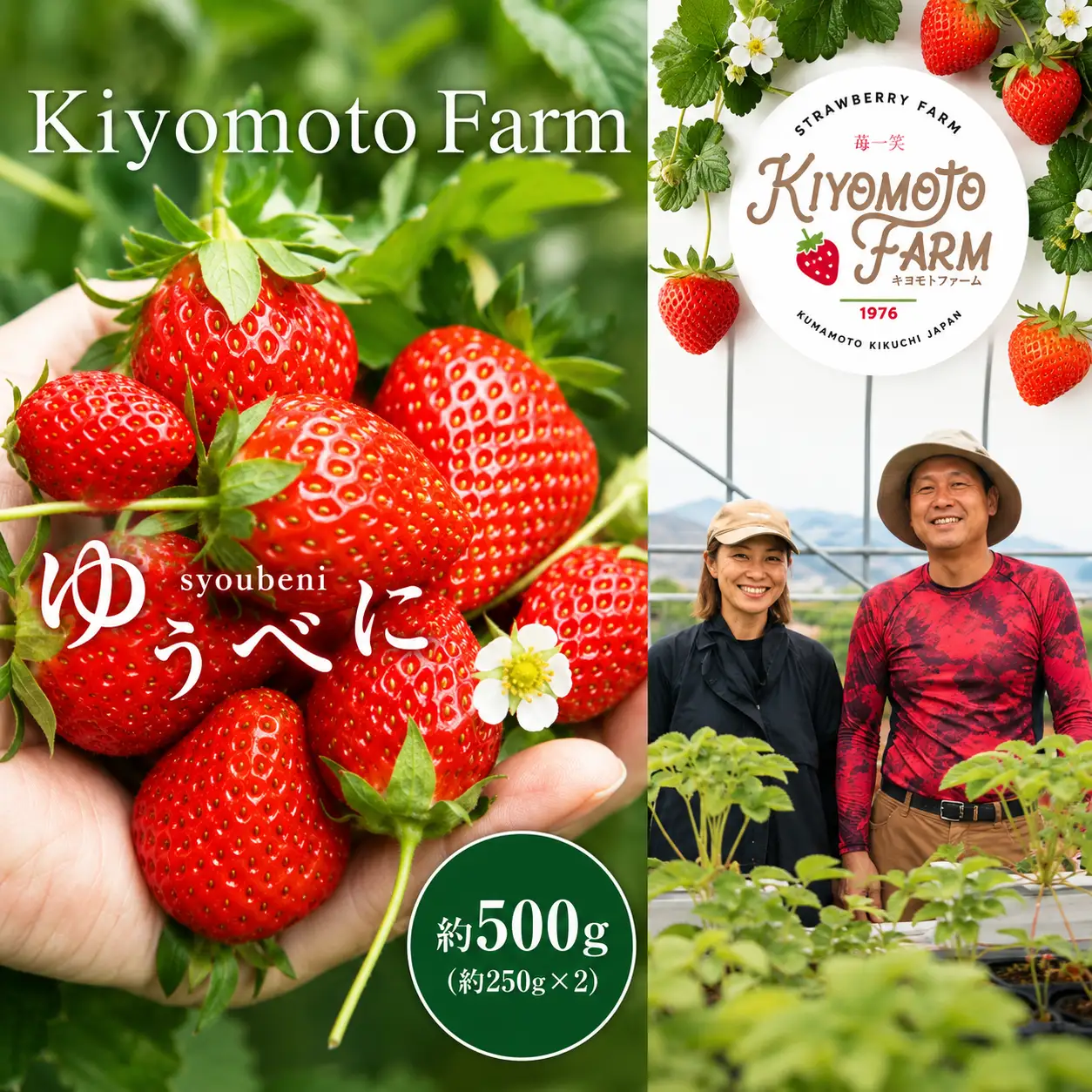いちご ゆうべに 約500g （ 250g × 2パック ） | KiyomotoFarm