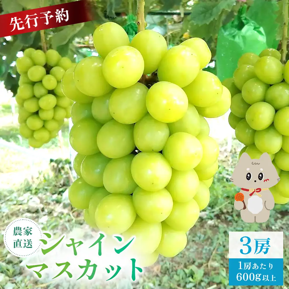 【先行予約】《2026年9月下旬～11月下旬出荷》 宮城県丸森町産 シャインマスカット　3房(1房 600g以上)　【48006】