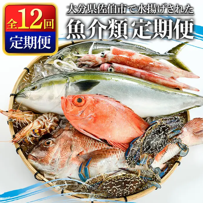 ＜定期便＞ 魚介類定期便 (全12回 ・連続) 魚 魚介 海鮮 いか イカ たこ タコ 貝 海老 えび エビ 冷蔵 【opba001】【海べ】