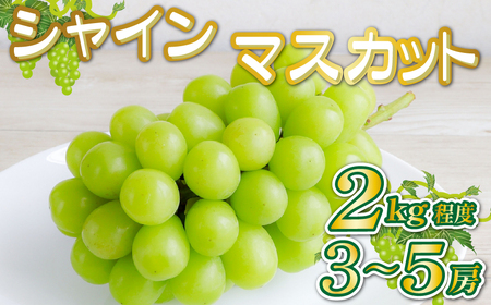 【産直もぎたて】シャインマスカット 2kg程度（果実 くだもの フルーツ ブドウ マスカット 贈答用 限定）