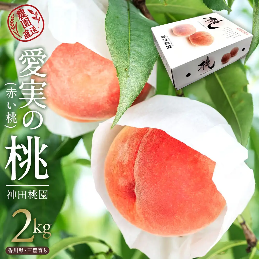 【ふるさと納税】 桃 産地直送 「神田桃園の愛実の桃」 約2kg（6～8玉） [ フルーツ 名産品 桃 もも モモ 赤い桃 果物 くだもの お取り寄せグルメ 三豊市 20000 20, 返礼品 神田桃園 ] ※配送不可地域：北海道・沖縄県・離島
