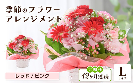 定期便 ≪12ヶ月連続お届け≫ 季節のフラワーアレンジメント L (レッド・ピンク) 花束 生花 プレゼント [O-20703_01]