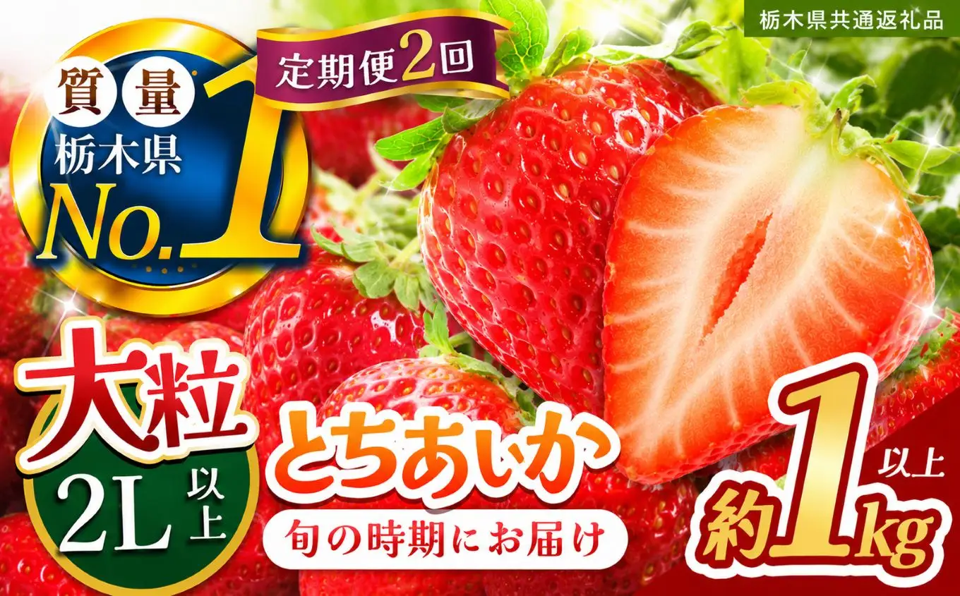 【定期便2回】苺 いちご 大粒とちあいか 約1000g【栃木県共通返礼品】TT 栃木県 下野市