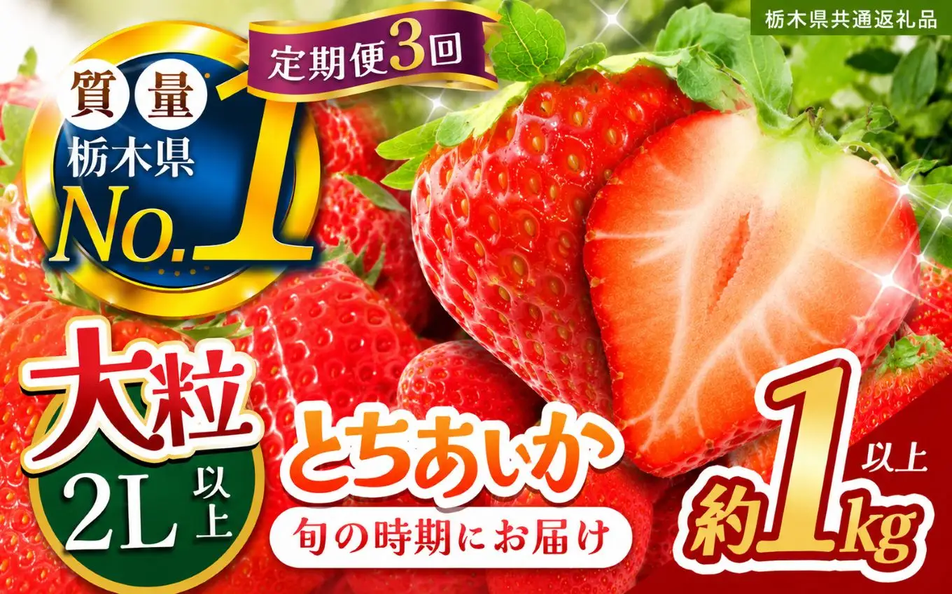 【定期便3回】苺 いちご 大粒とちあいか 約1000g【栃木県共通返礼品】TT 栃木県 下野市