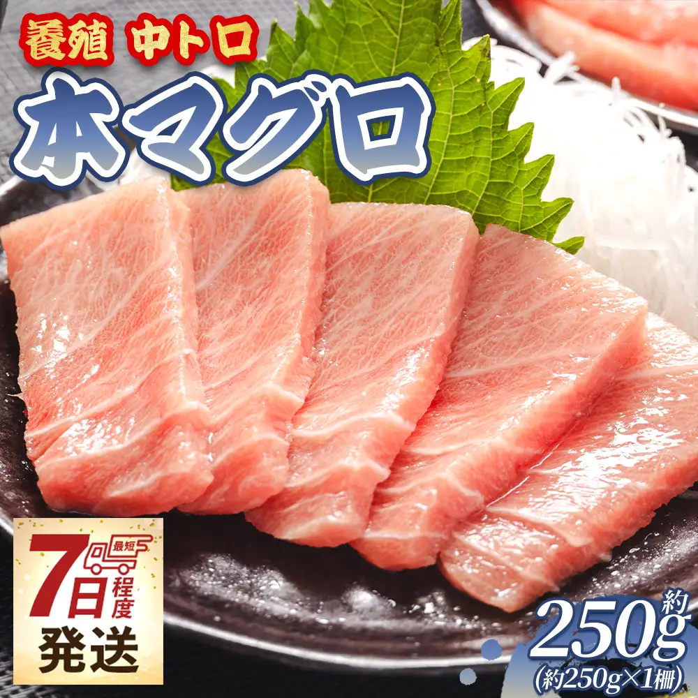本まぐろ 中トロ 約250ｇ 1冊 まぐろ oo-0026