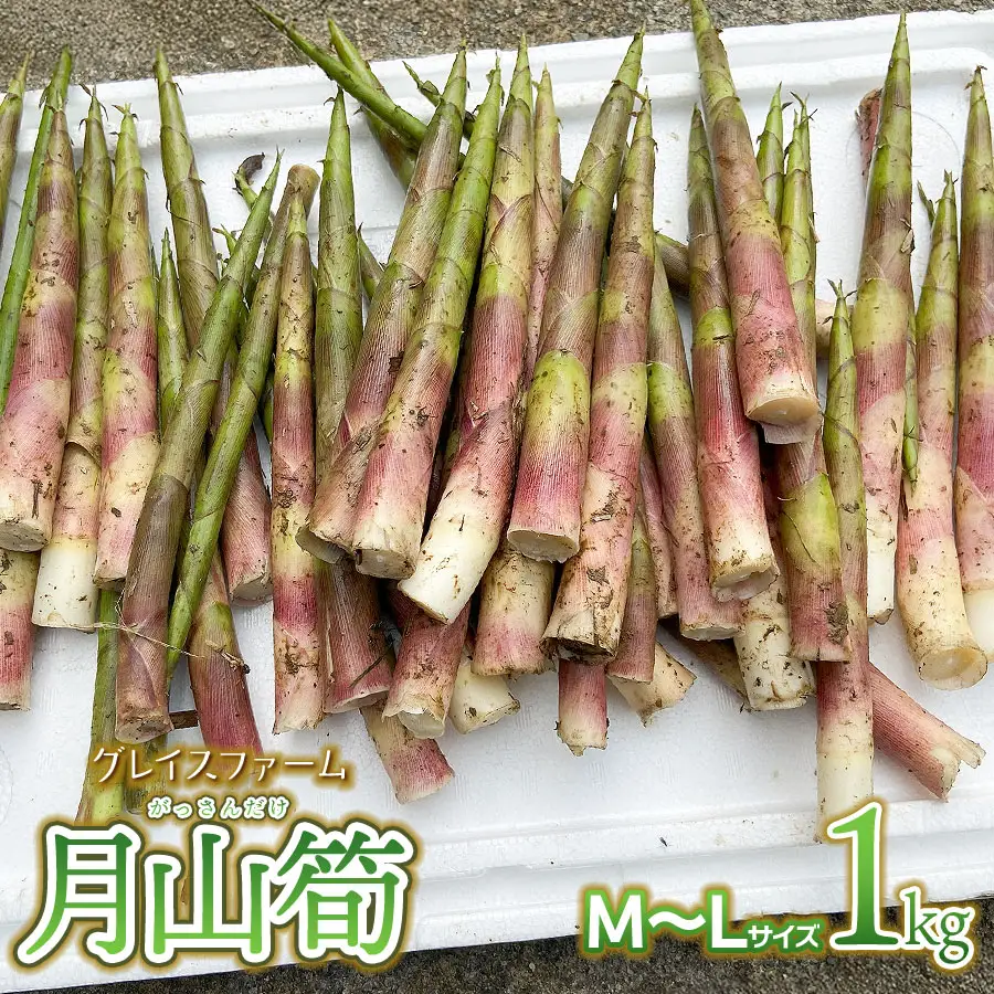 【令和9年産】 月山筍 M～Lサイズ 1kg 山形県鶴岡産 グレイスファーム