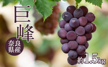 ぶどう 【先行予約 令和8年分】巨峰1.5kg [BRBI001]