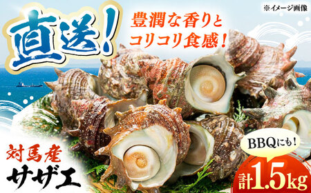 対馬直送！ サザエ 1.5kg 《対馬市》【うえはら株式会社】 産地直送 さざえ 栄螺 BBQ 魚介 海鮮 対馬 長崎 つぼ焼き[WAI094]