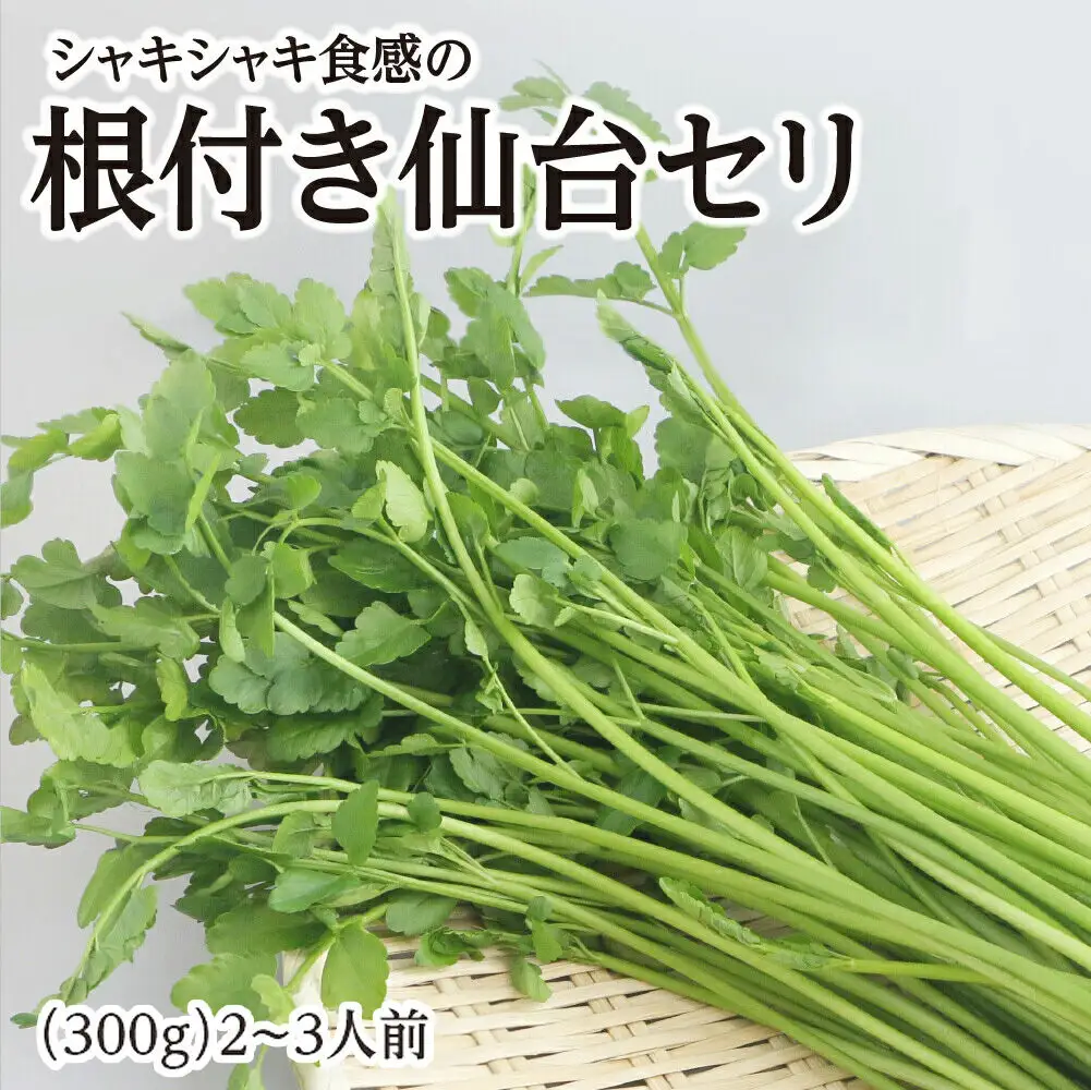 シャキシャキ食感の根付き仙台セリ 2～3人前 期間限定