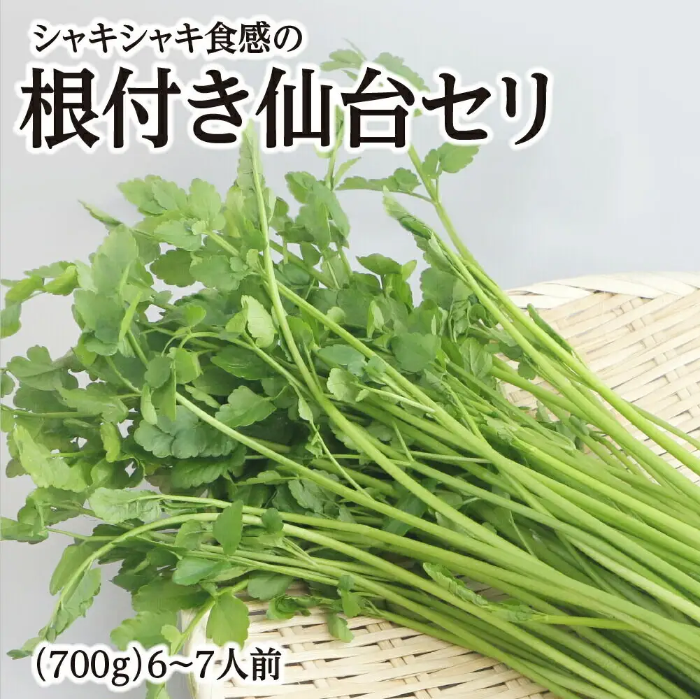 シャキシャキ食感の根付き仙台セリ 6～7人前 期間限定