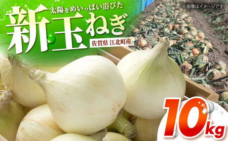 【先行予約】 新玉ねぎ 10kg 【吉祥】[HDG016]