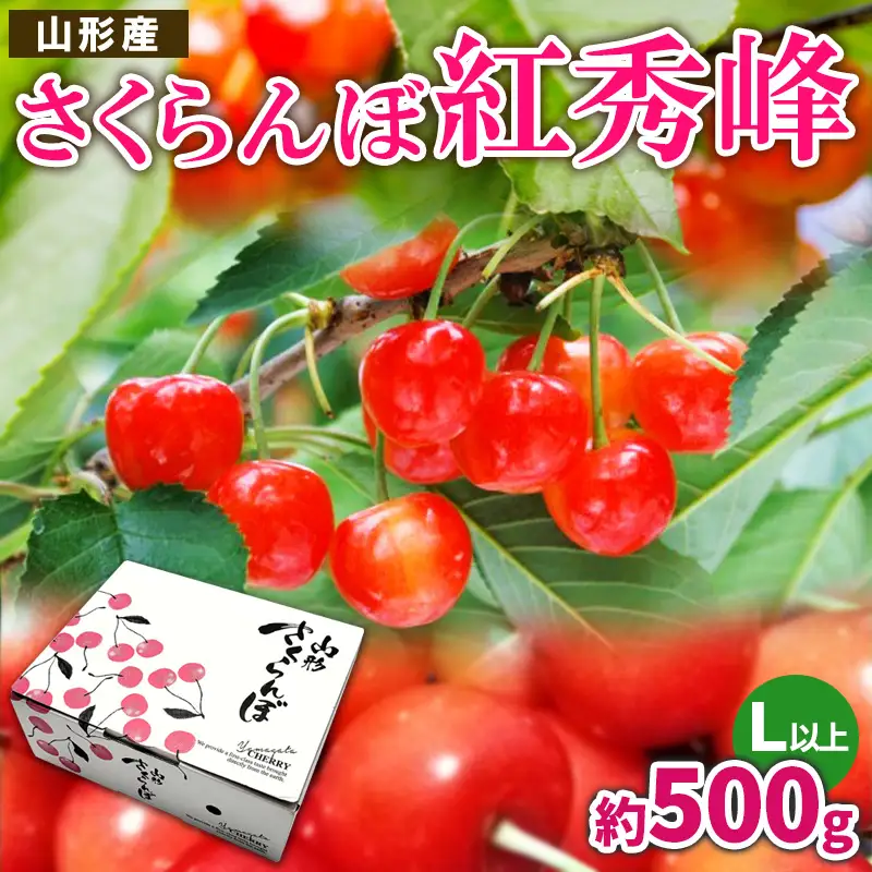 さくらんぼ 紅秀峰 L以上 約500g【令和9年産先行予約】FS26-622