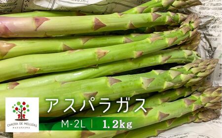 《先行予約》令和9年産 サイズ不揃い アスパラ1.2kg  訳あり アスパラ [GH004-27]