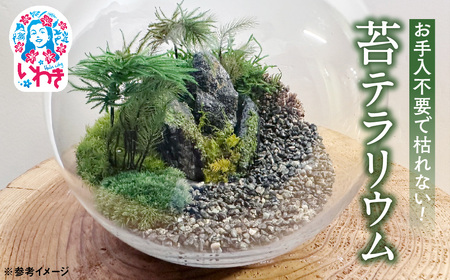 苔モスチャーテラリウム | 苔 テラリウム モスチャー 観葉植物 インテリア ガラス容器 おしゃれ 小型 癒し グリーン 観賞用 室内緑化 ミニ植物 手入れ簡単 長持ち ギフト プレゼント 新築祝い 開店祝い 人気 送料無料 | DE024