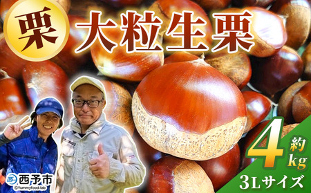 ＜栗の王様 銀寄栗（生栗）3L（約4kg）＞ 銀寄 ぎんよせ 甘い 生栗 和栗 マロン 栗 くり 栗ごはん 栗きんとん 甘露煮 旬 国産 産地直送 城川ファクトリー 愛媛県 西予市【冷蔵】『2026年9月中旬～10月上旬に順次発送予定』SSF0051