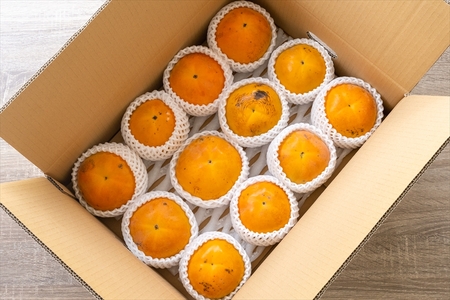 【お買い得】大磯産『太秋柿』10～15個入り（訳あり　約４kg）〈出荷時期:2026年10月中旬～2026年11月中旬〉【 神奈川県 大磯町 】