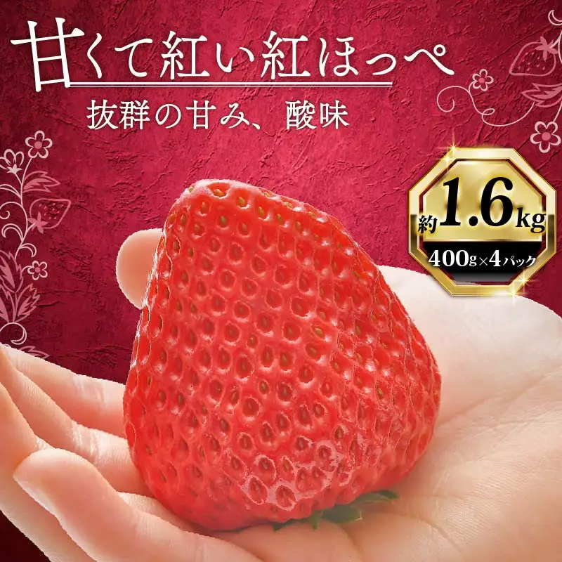 紅ほっぺ いちご 苺 1600g 紅ほっぺ