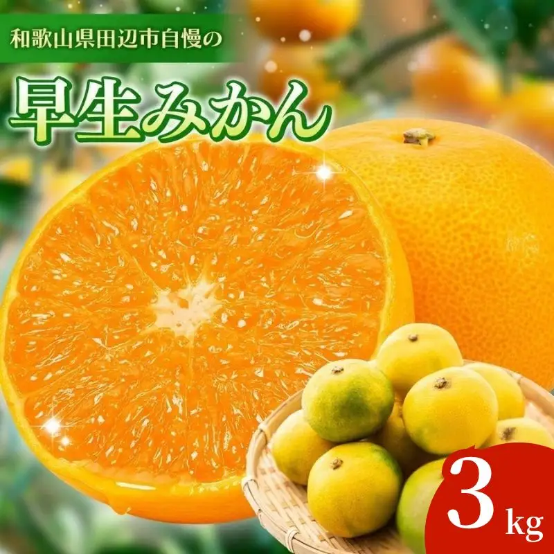  ＼先行予約／ 早生みかん 【選べる容量】 3kg（2026年12月以降順次発送予定） / みかん 早生みかん 早生 ミカン 柑橘 フルーツ 果物 紀州産 和歌山県【tcs023】
