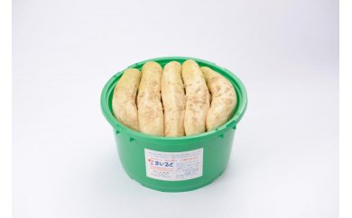 沢庵大樽 と キャベツ セット （ご入金締切2027年1月31日まで） M002-006 野菜 三浦野菜