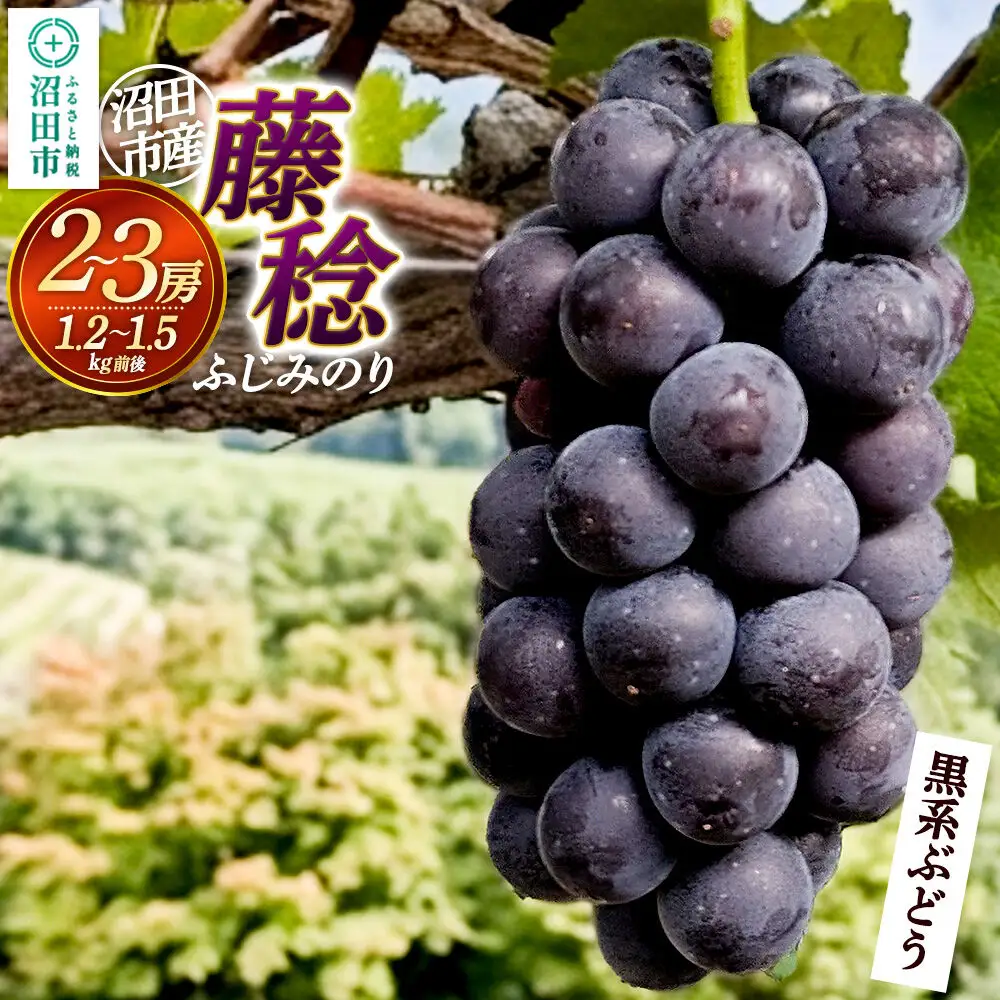 沼田市産 ぶどう 藤稔 2～3房（約1.2kg～1.5kg）まるいぶどう園