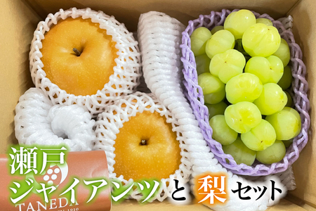 	【数量限定】瀬戸ジャイアンツと梨のセット（ぶどう ブドウ 梨 果物 セット 詰め合わせ フルーツ 贈答用 限定）