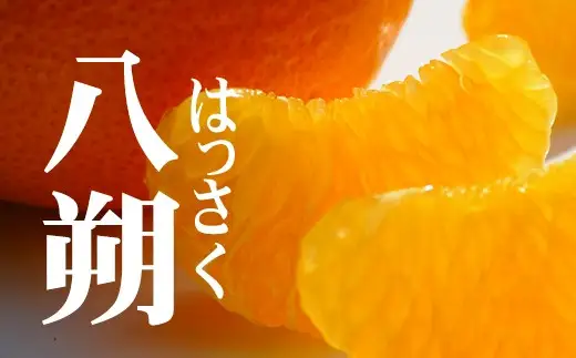 八朔 6kg 赤秀 木成り八朔［Mg26］