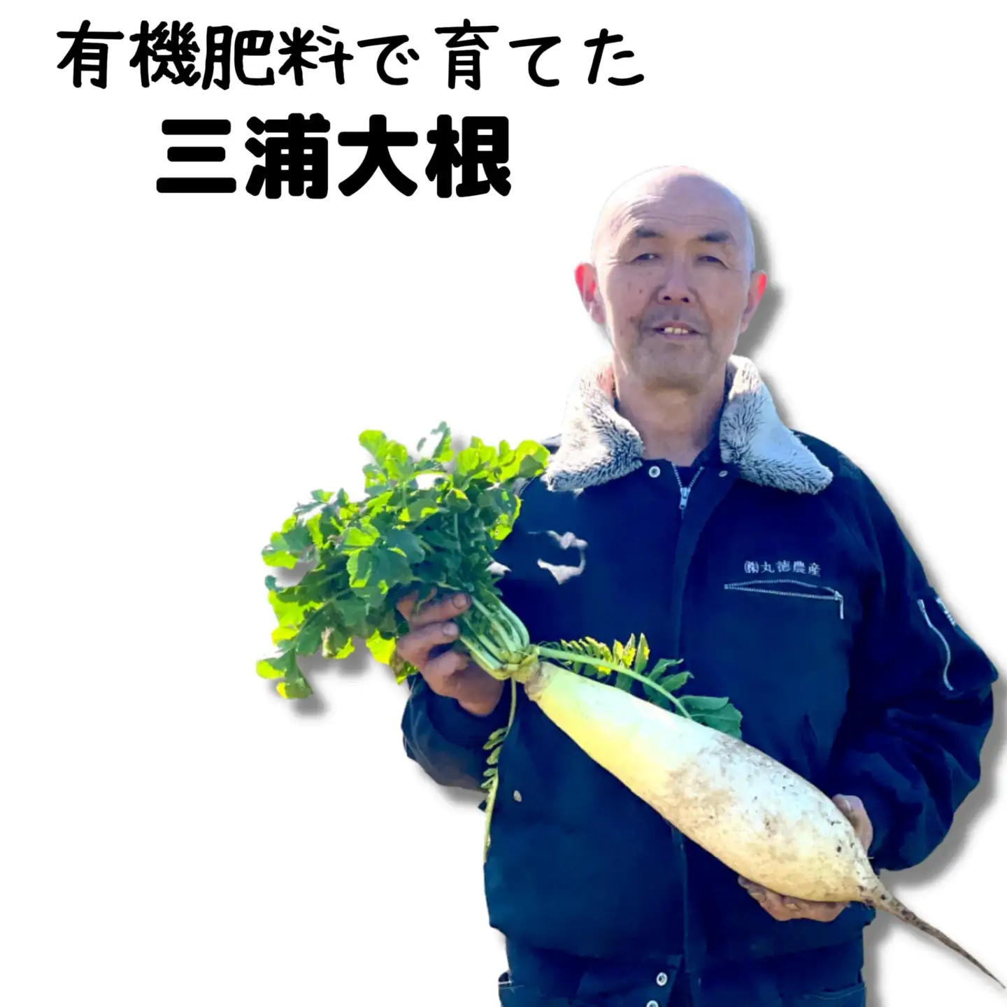 【 三浦 の 特産品 ！】 三浦大根 ※ご入金締切 2026年12月31日 まで M002-002 野菜 三浦野菜