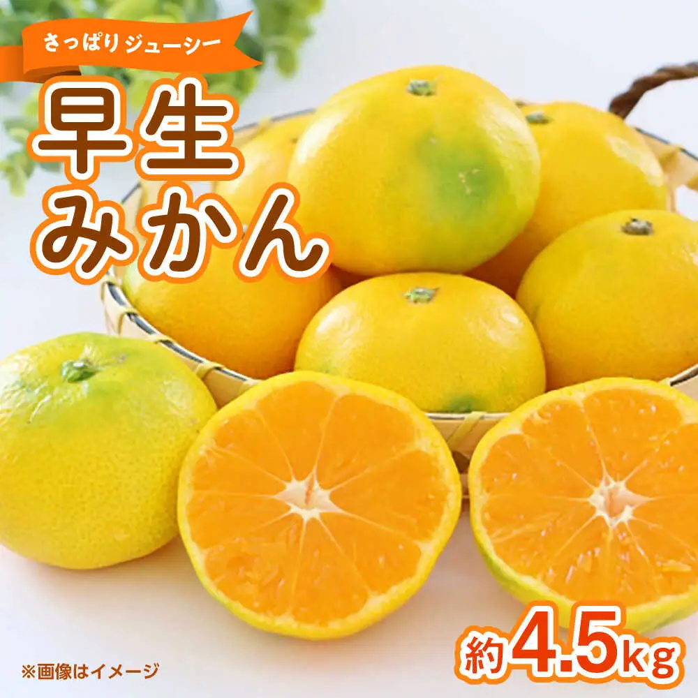 早生みかん　約4.5kg 【くまふる】[ZBG082]