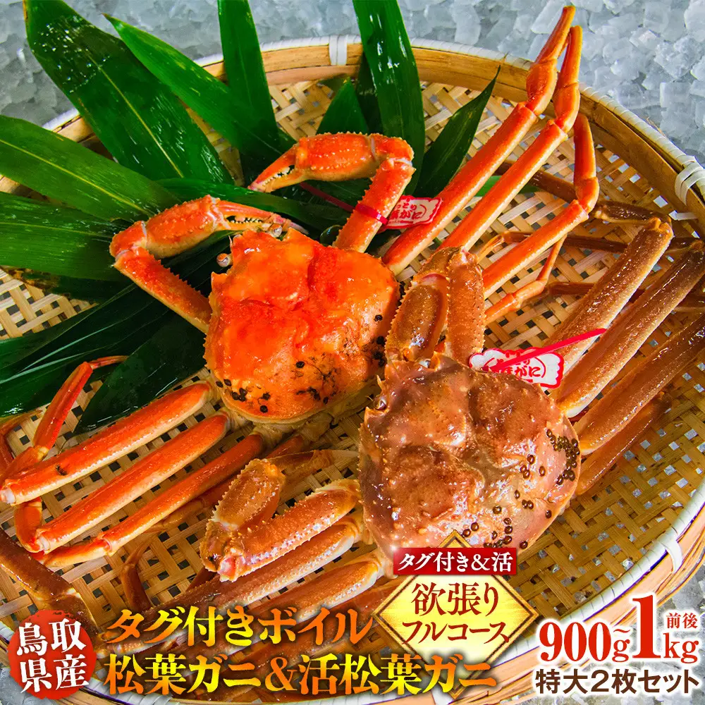 鳥取県産　タグ付きボイル松葉ガニと活松葉ガニの欲張りフルコース特大2枚セット　(900g～1kg)　  | カニ 松葉ガニ 活 美味しさに 訳あり 大容量  ※2026年11月上旬～2027年3月下旬頃に順次発送予定
