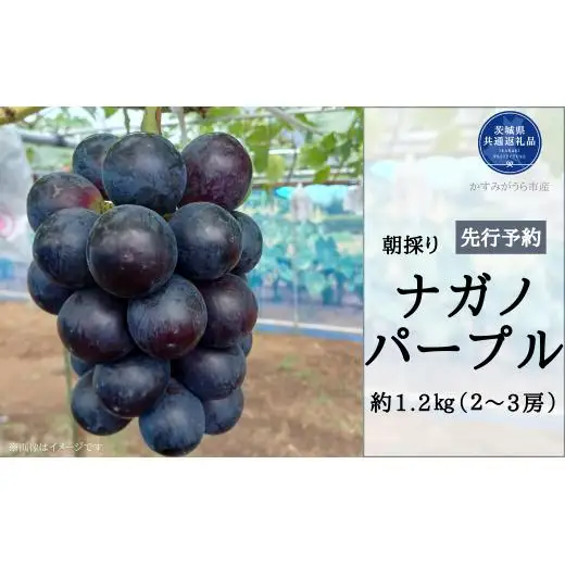 【2026年先行予約】有機肥料栽培 大粒 ナガノパープル 計1.2kg 朝どり 産地直送（茨城県共通返礼品・かすみがうら市） ／ ぶどう 葡萄 ブドウ ナガノパープル 先行予約 予約 1.2kg 朝どり 産地直送 茨城県
