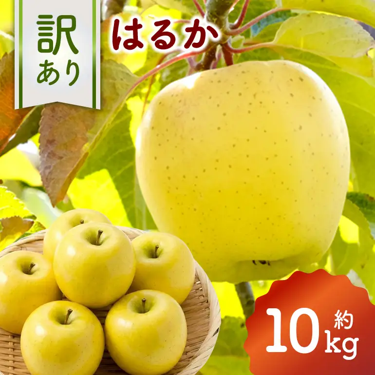訳あり りんご(はるか) 約10kg 037-0779x1