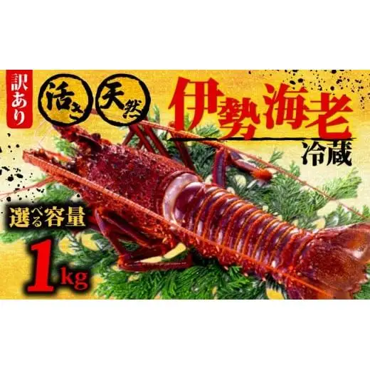【 伊勢海老 】 伊勢海老1kg