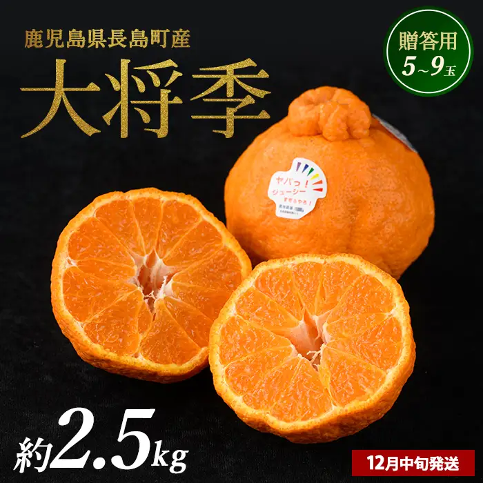 長島町産 大将季（ハウス） 贈答用 (約2.5kg) 12月中旬発送 【長島柑橘直販合同会社】kanchoku-7158