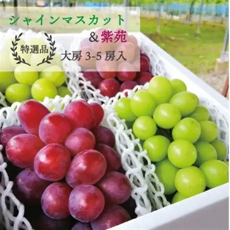 【2026年発送】シャインマスカット＆紫苑 上級品 大房3-5房入/計2.4kg～(岡山県産)【配送不可地域：離島・北海道・沖縄県】【1549063】