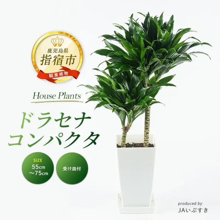 観葉植物 ドラセナ・コンパクタ 55cm～75cm グリーン IB165-014