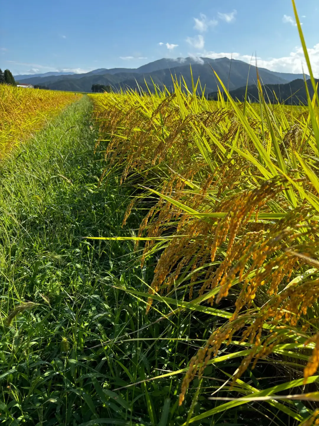 【先行予約】令和8年産 新米 新潟県産 新之助 5kg 旧村松町産 | 白米 米 五泉市 お米