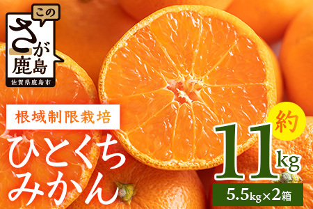 【１２月頃お届け】鹿島みかん　根域制限栽培一口みかん 約5.5kg×２箱【約１１kg】 B-876