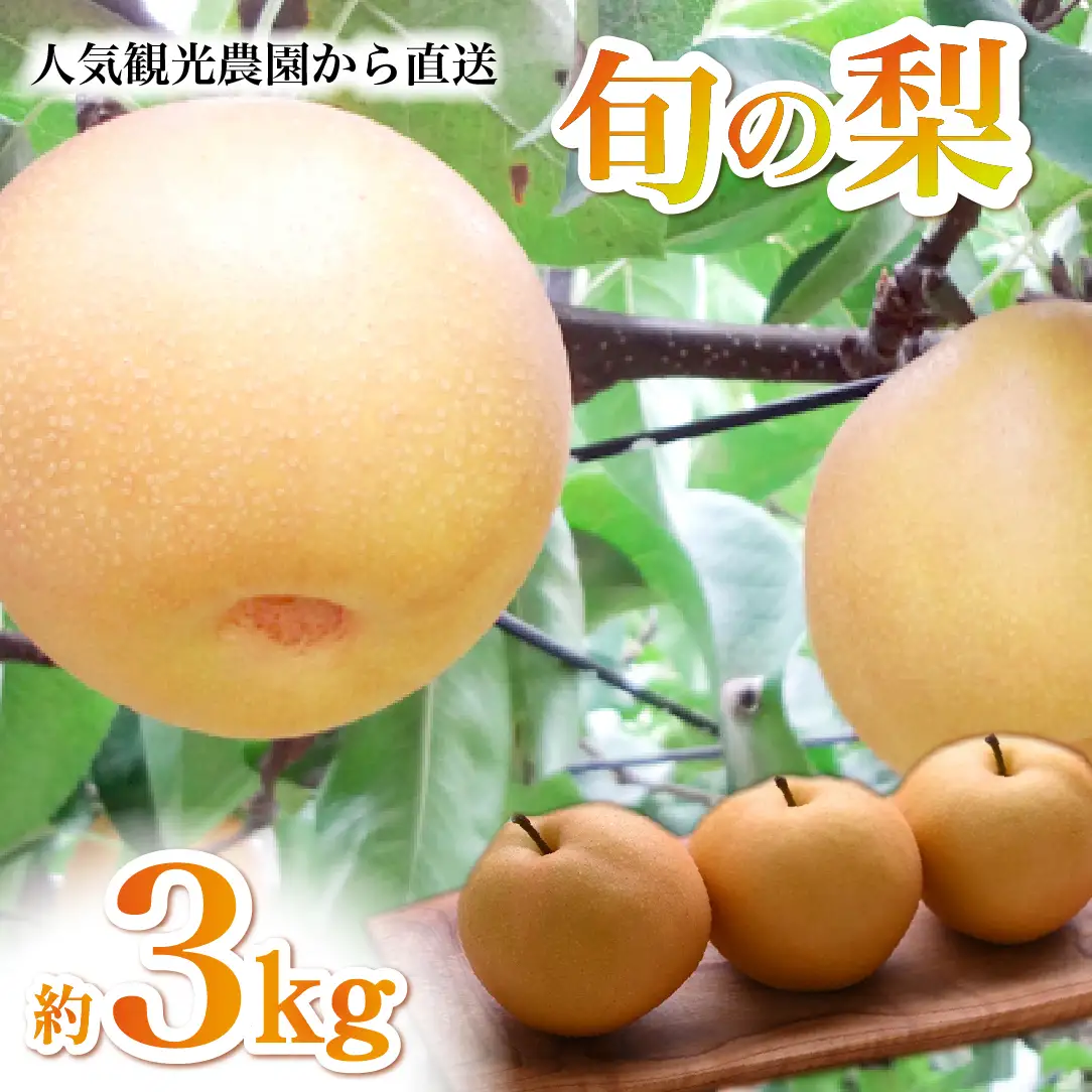 梨【2026年発送】農園直送！旬の梨 3kg（豊水・新興・新高等）なし ナシフルーツ 果物 