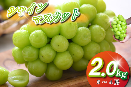 【2026年発送】シャインマスカット 2kg程度（3～4房) ぶどう ブドウ マスカット 種なし 甘い ジューシー フルーツ 果物 数量限定）