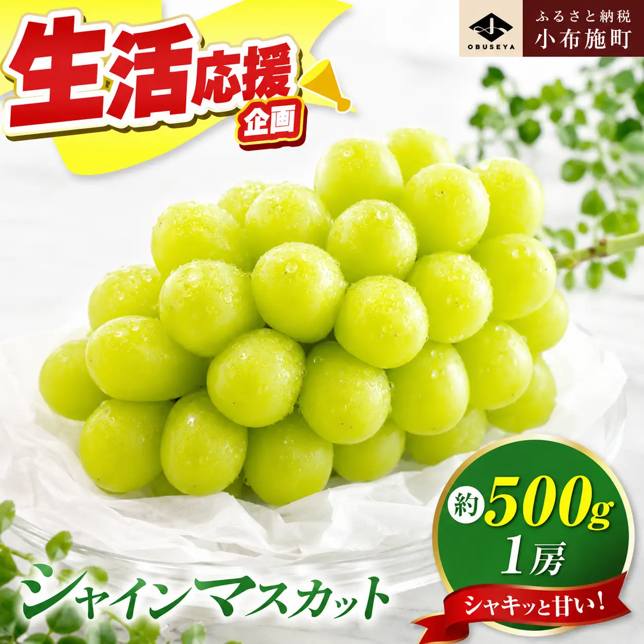 先行受付 シャインマスカット 約500g 1房 2026年9月20日頃～11月頭にかけて順次発送［小布施屋］［A-303］