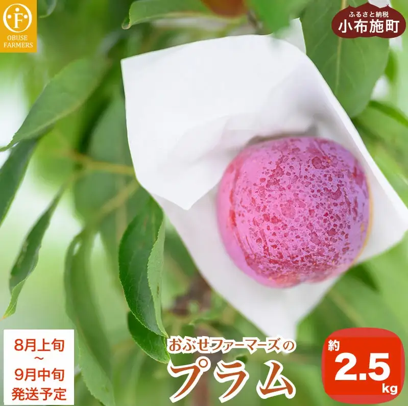 プラム 約2.5kg ［おぶせファーマーズ］数量限定 果物類 フルーツ 長野県産 信州産 クール便 冷蔵便 お取り寄せグルメ 【2026年8月上旬～9月中旬発送】［F-22］