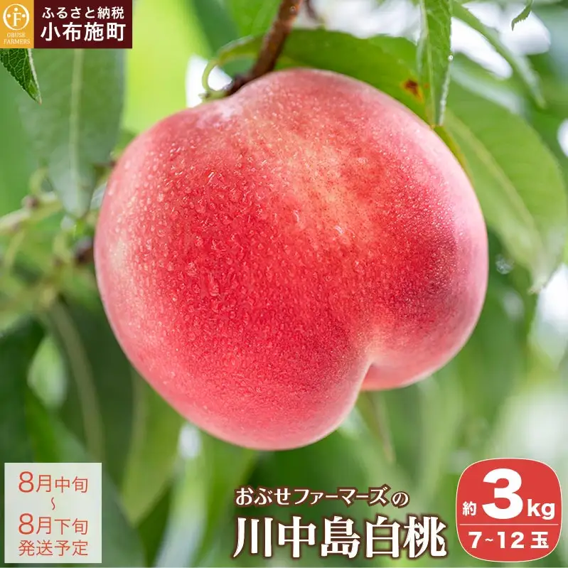 先行受付 川中島白桃 約3kg 7～12玉 ［おぶせファーマーズ］桃 もも モモ フルーツ 令和8年産【2026年8月中旬～下旬発送】[F-19]