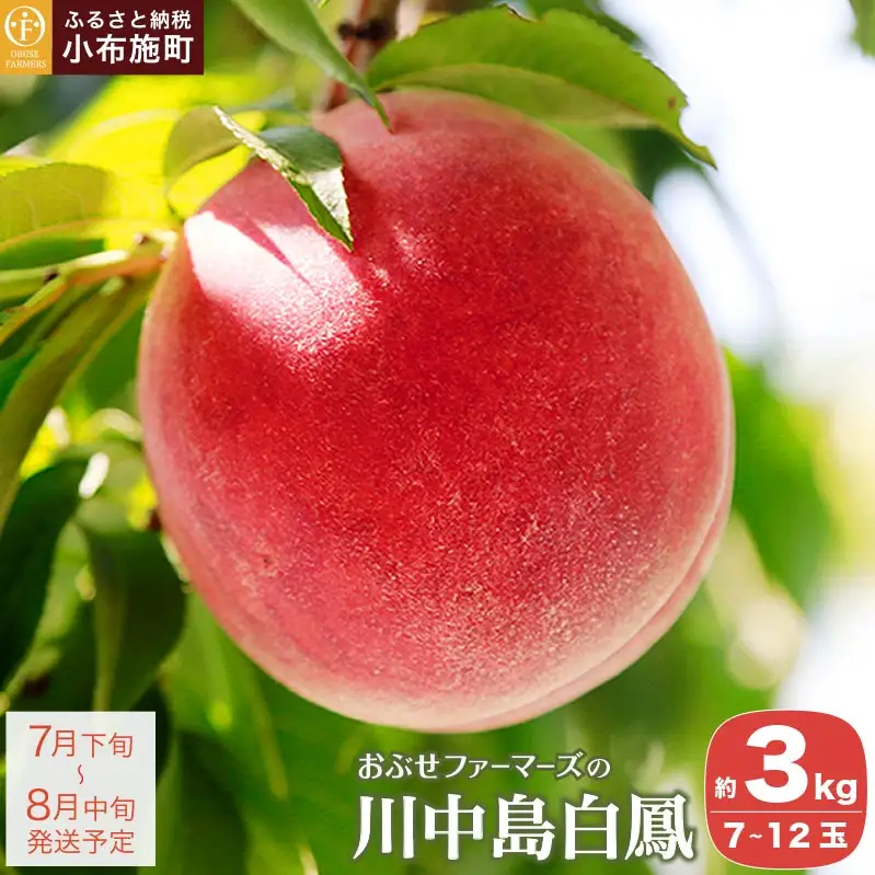 川中島白鳳 約3kg 7～12玉 ［おぶせファーマーズ］【2026年7月下旬～8月中旬発送】果物 フルーツ 桃 もも モモ クール便 冷蔵便 長野県産 信州産  令和8年産［F-14］