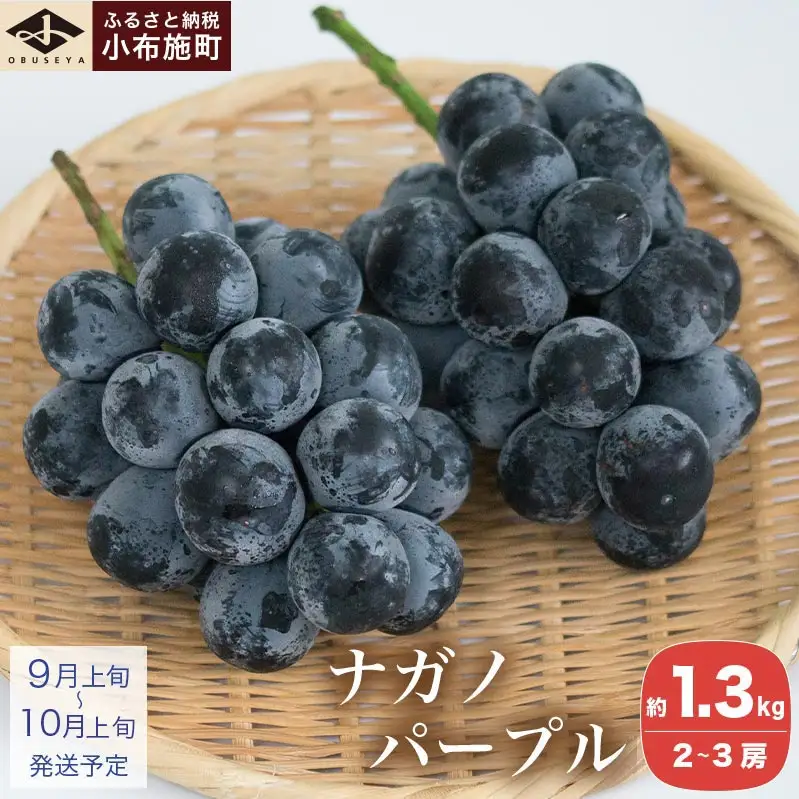 ナガノパープル 約1.3kg 2～3房 ［小布施屋］ 果物 フルーツ ぶどう 葡萄 令和8年産【2026年9月上旬～10月上旬発送】[B-5]